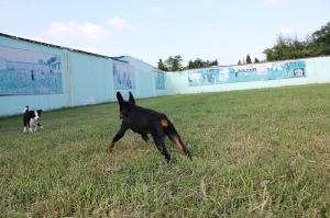 狗狗学员互动游玩中