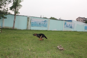 疯狂奔跑自由飞翔