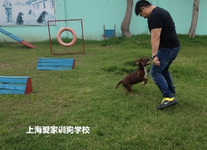 家长与狗狗在学校互动游玩中