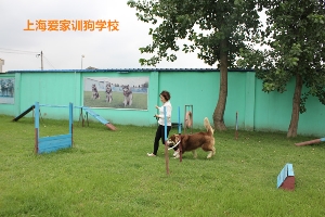 家长训练阿拉斯加中