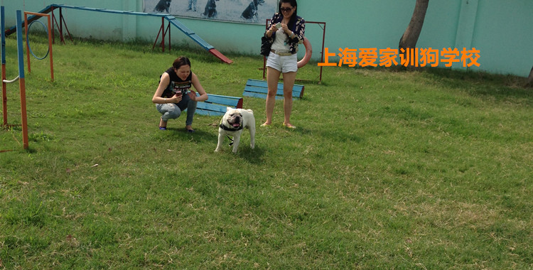 英国斗牛犬家长互动.jpg