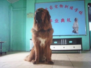 藏獒犬毕业照