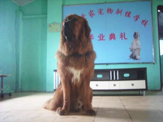 藏獒犬训练.jpg