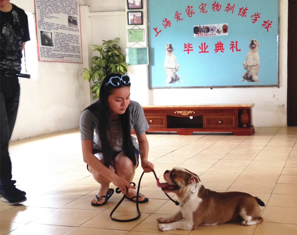 英国斗牛犬训练.jpg