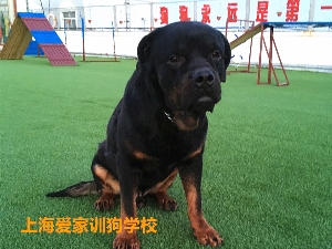 罗威纳犬训练毕业照