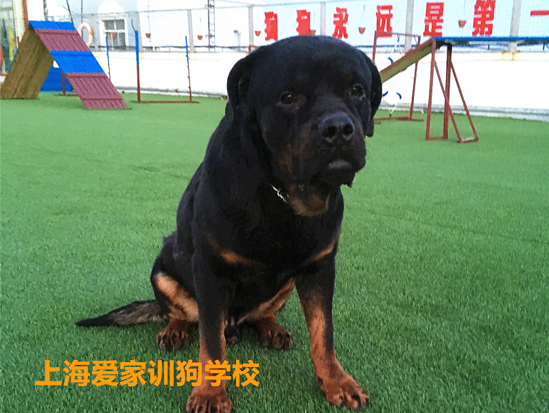 训狗3.jpg