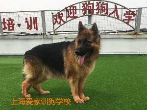 德牧训练毕业照