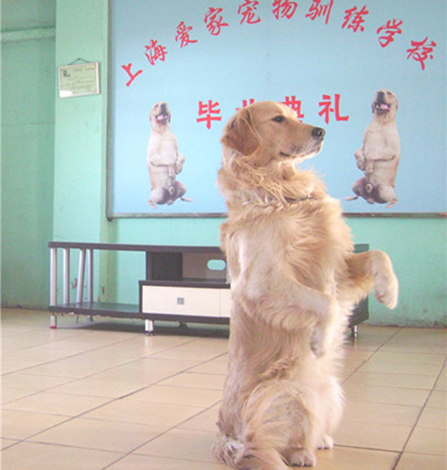 金毛训练 金毛猎犬_副本.jpg