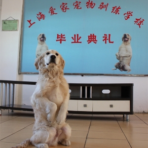 金毛学员拉拉毕业照