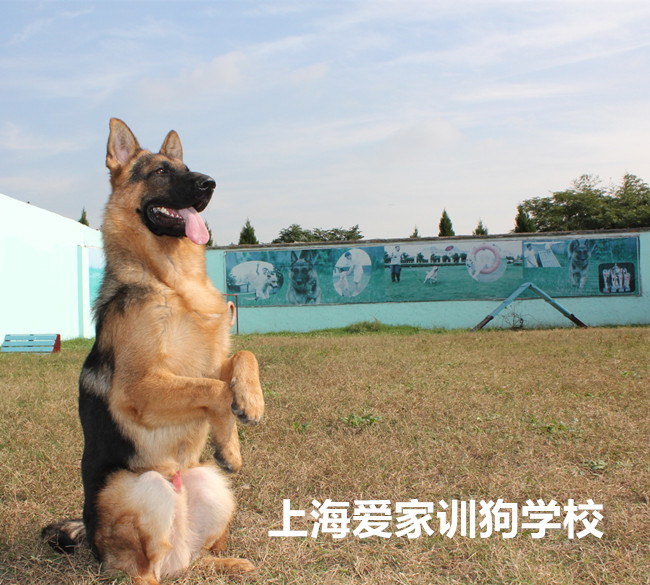 爱家训狗学校，德牧专业训练.jpg