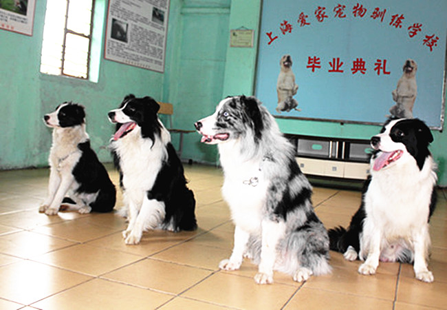 边境犬 边牧  训狗学校 训狗基地_副本.jpg