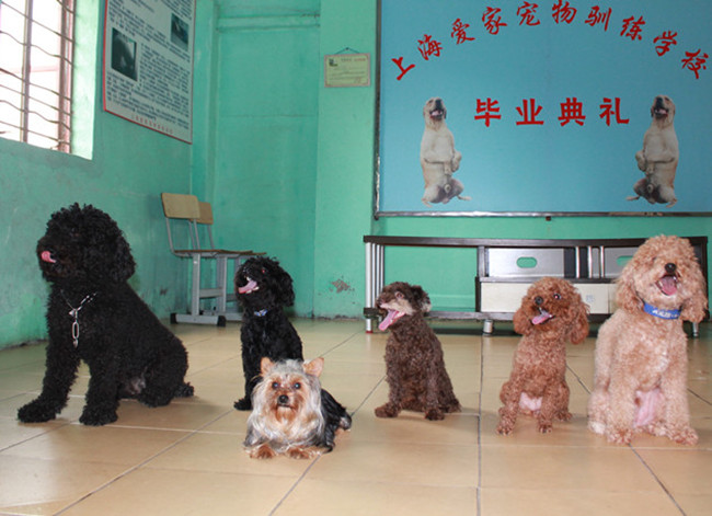 泰迪犬，贵宾犬训练.jpg