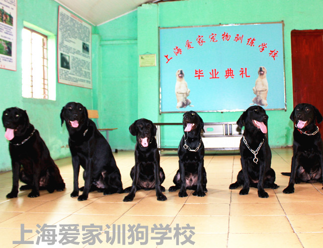 狗狗训练，训练狗狗.jpg