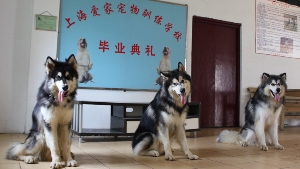 阿拉斯加毕业照