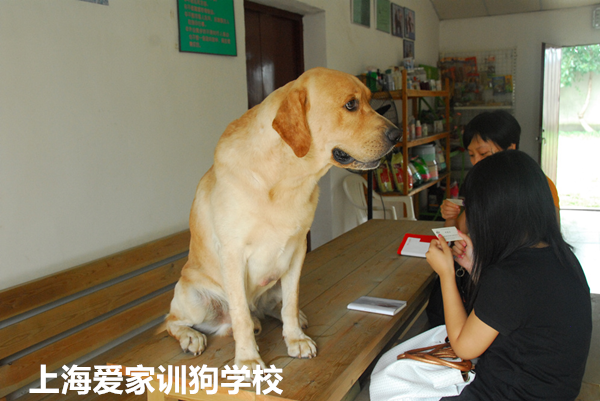 狗训练学校.png 狗训练学校.png