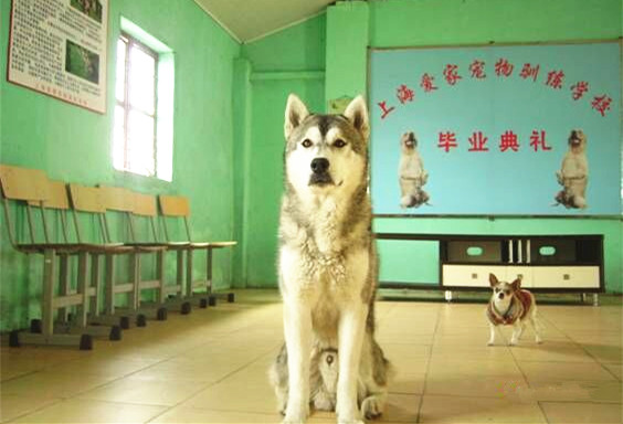 哈士奇训练.jpg 哈士奇训练.jpg