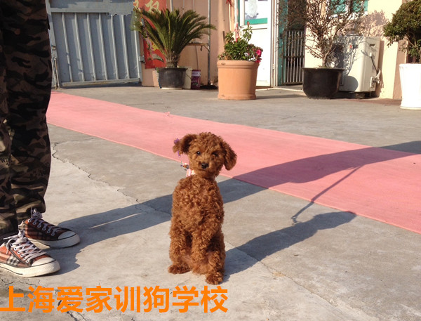 泰迪犬训练.jpg 泰迪犬训练.jpg