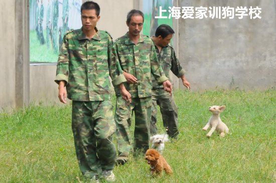 狗狗培训.png 狗狗培训.png