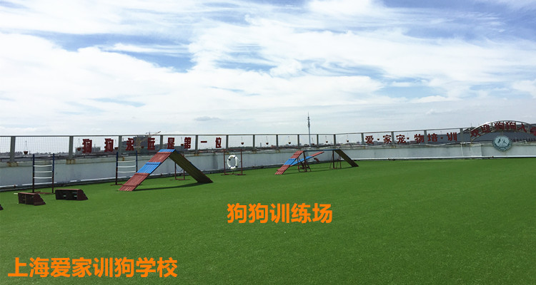 上海爱家训狗学校环境.jpg 上海爱家训狗学校环境.jpg