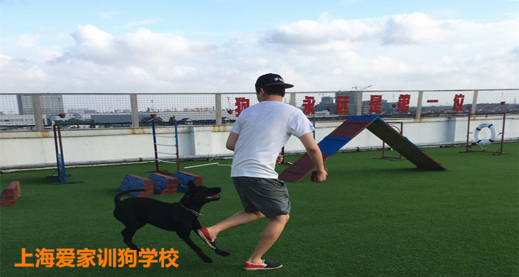 上海爱家训狗学校拉拉犬.jpg