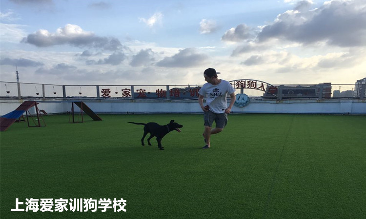 上海爱家宠物学校狗运动.jpg