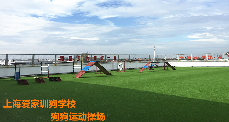 上海爱家训狗学校运动操场.jpg