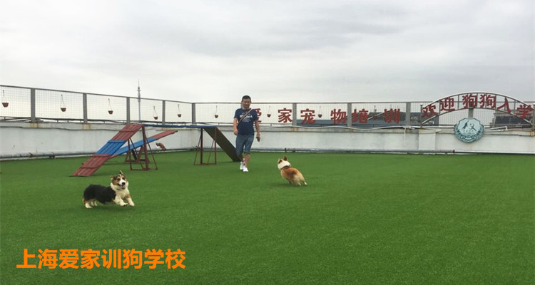 上海爱家训狗学校柯基犬.jpg