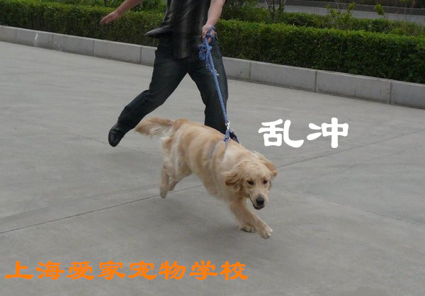 狗狗出门就乱冲.jpg 狗狗出门就乱冲.jpg