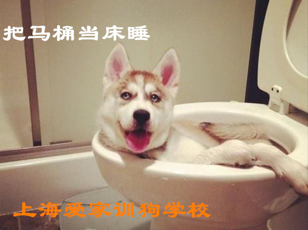 狗狗把马桶当床睡.jpg 狗狗把马桶当床睡.jpg