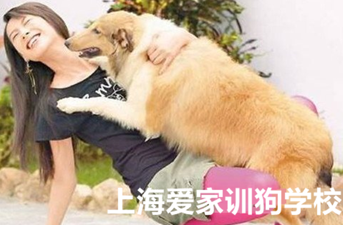 狗狗扑人 狗狗不良习惯.png 狗狗扑人 狗狗不良习惯.png