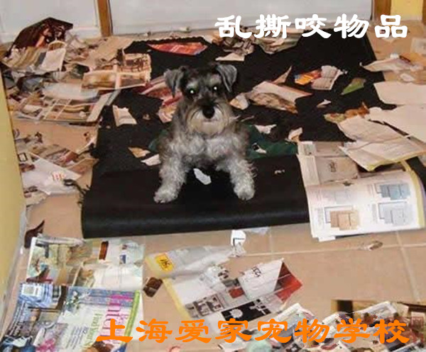 在家搞破坏.jpg 在家搞破坏.jpg