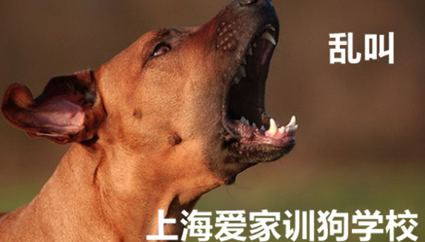 狗乱叫 狗狗不停的叫.jpg 狗乱叫 狗狗不停的叫.jpg