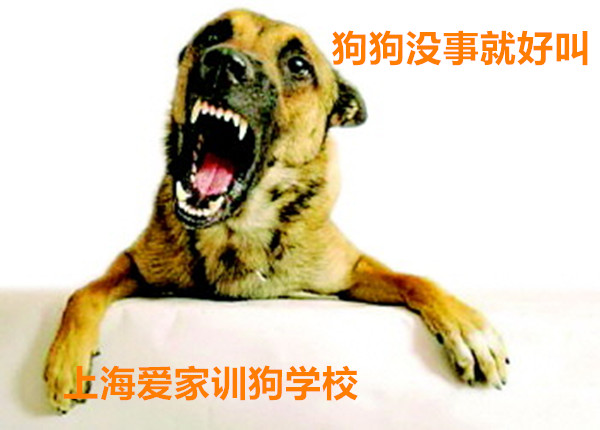 狗狗乱叫 狗狗影响邻居.jpg 狗狗乱叫 狗狗影响邻居.jpg