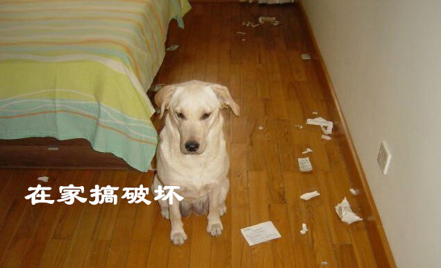 狗狗在家搞破坏.jpg 狗狗在家搞破坏.jpg