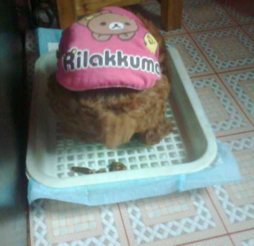 泰迪大小便训练 (1).jpg 泰迪大小便训练 (1).jpg