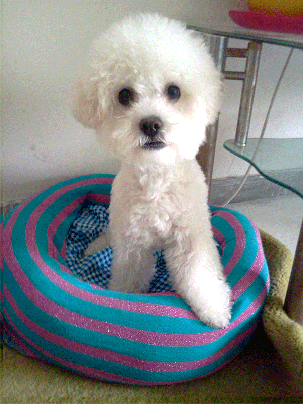 泰迪大小便训练 (1).gif 泰迪大小便训练 (1).gif