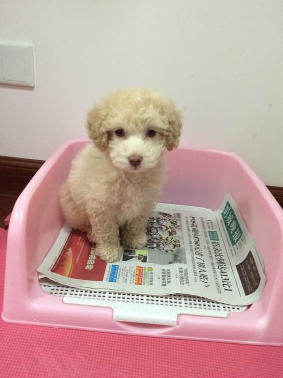 泰迪大小便训练 (2).jpg 泰迪大小便训练 (2).jpg