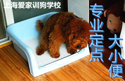 泰迪上厕所 泰迪犬上厕所训练.jpg 泰迪上厕所 泰迪犬上厕所训练.jpg