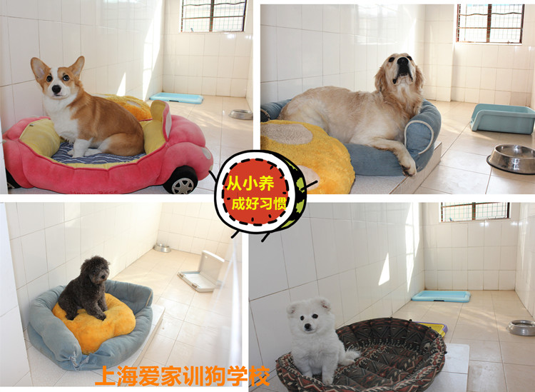 爱家狗狗房间拼图,狗狗学校.jpg 爱家狗狗房间拼图,狗狗学校.jpg