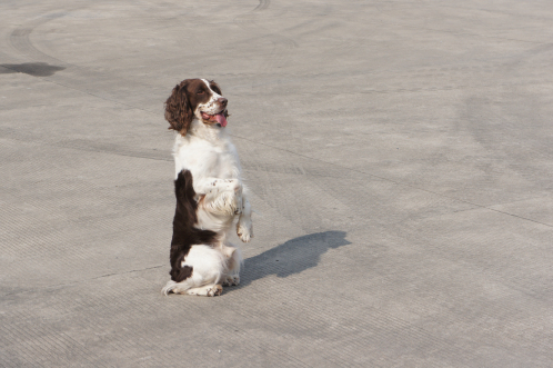 训练狗.jpg 训练狗.jpg