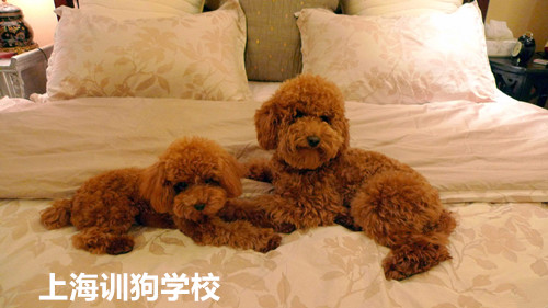泰迪犬上床训练.jpg 泰迪犬上床训练.jpg