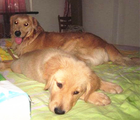 金毛犬上床训练.jpg 金毛犬上床训练.jpg