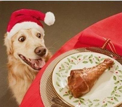 狗狗过剩营养.jpg 狗狗过剩营养.jpg