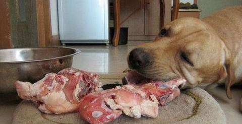 狗狗体能补充.jpg 狗狗体能补充.jpg