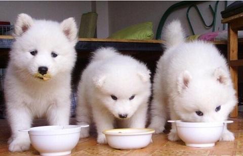 狗狗需要营养.jpg 狗狗需要营养.jpg