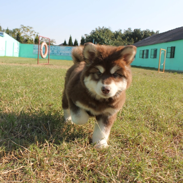 TB2ajyscVXXXXbJXpXXXXXXXXXX_!!36431986.jpg TB2ajyscVXXXXbJXpXXXXXXXXXX_!!36431986.jpg