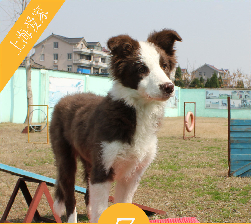 TB2dY65cVXXXXXMXXXXXXXXXXXX_!!36431986.jpg TB2dY65cVXXXXXMXXXXXXXXXXXX_!!36431986.jpg