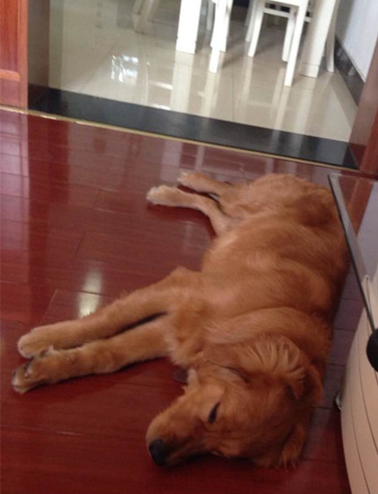 金毛犬的训练_副本.jpg 金毛犬的训练_副本.jpg