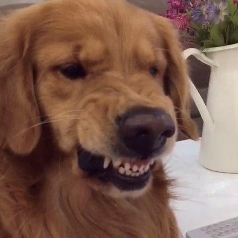 狗狗护食.jpg 狗狗护食.jpg