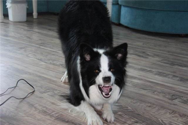 训练狗狗不护食.jpg 训练狗狗不护食.jpg